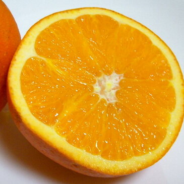国産　ネーブルオレンジ　Lサイズ　約10kg　50個前後入り　和歌山産　かんきつ