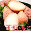 「白いちご」博多　淡雪（あわゆき）イチゴ大粒　12〜15個前後入り　化粧箱　福岡産※希少品のためお届け日はご指定いただけません