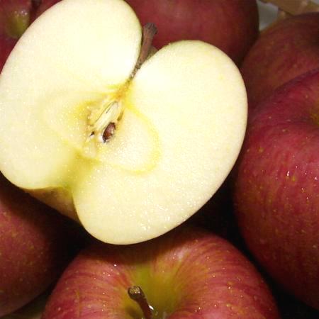 青森産　”いかりりんご”「サンふじリンゴ」　5kg　大玉14〜16個入り●店長おすすめ果物です春でもシャキッとして甘いサンふじリンゴです【サンふじりんご】