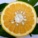 なつみかん Lサイズ 約3kg(9個前後入り)【産地直送】京...