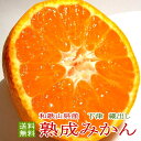 【送料無料】訳あり 蔵出し 熟成みかん本貯蔵 小玉 2S〜Lサイズ 約2.5kg 20〜45個前後入り 和歌山産 下津みかん 北海道600円 沖縄1000円の追加送料が必要です ご自宅用です|蜜柑 ミカン アウト…