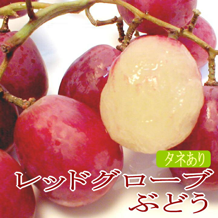 レッドグローブ葡萄（れっどぐろーぶぶどう） 約2kg チリ・アメリカ産 ワインカラーの大粒で 甘いブドウです 「 種ありぶどう 」 皮ごと レッドグローブ ぶどう ブドウ 葡萄 贈り物 ギフト 種あり 家庭用 おいしい 美味しい 果物のサムネイル