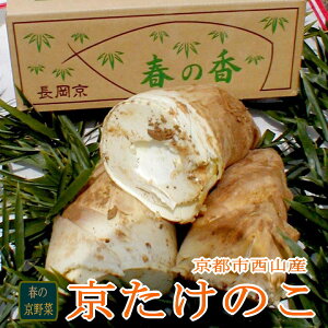 京都西山産 タケノコ「朝掘り」 京 たけのこ お徳用 約4kg（4〜10本前後）| 筍 京都 京都産 京野菜 取り寄せ お取り寄せ 4kg 4キロ おいしい 美味しい 春 野菜 春野菜 ギフト 贈り物 家庭用 産地直送 産直野菜 山菜 米ぬかプレゼント【山菜】お取り寄せ ご当地