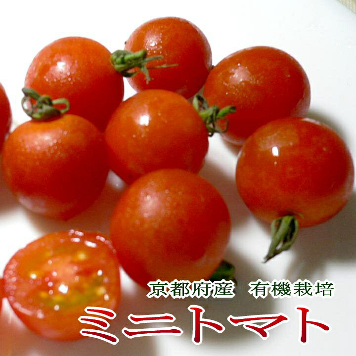 京都産 オーガニック・ミニトマト 約500g（50個前後入り）有機栽培|プチトマト とまと　無農薬栽培のサムネイル
