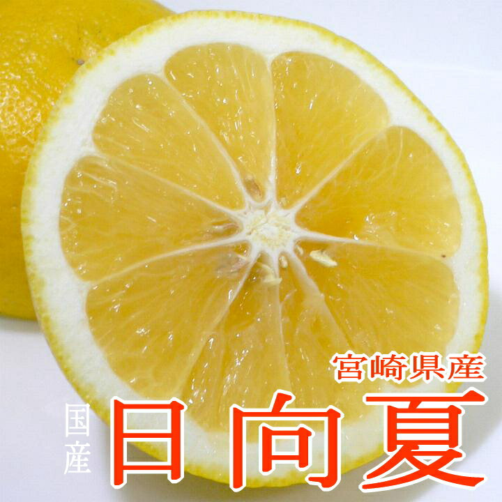宮崎産 日向夏 ひゅうがなつ 約2.5kg 10〜12個入り 化粧箱|2024 お歳暮 御歳暮 日向夏ちゃん 特産果実 ヒユウガナツ小夏 ニューサマーオレンジ プレゼント ギフト
