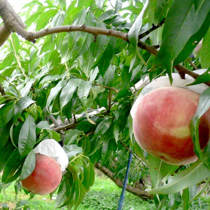 山梨の桃 もも 約3kg 10個入り化粧箱 エクセレント 山梨産 |白鳳 白桃系 お中元 夏 ギフト モモ ギフト プレゼント お中元　お祝い　夏ギフトのサムネイル