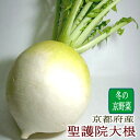 京都産 聖護院大根（しょうごいんだいこん）京野菜 大玉 2Lサイズ 6個(約2kg/1個)|京やさい ダイコン 京のブランド産品 丸大根