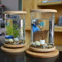 水槽 卓上 ベタ 飼育 おしゃれ インテリア ガラス ピース