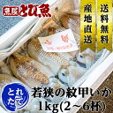≪ 産地直送 ≫ モンゴウイカ 1kg(2~6杯) 朝どれ新鮮 紋甲いか イカ いか 烏賊 モンコイカ コウイカ 甲烏賊 【水揚げ次第発送】 お祝い 送料無料 ...