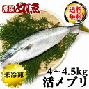 ≪家計応援価格≫ 養殖ブリ 約4～4.5kg 国産 特大 業務用サイズ 養殖 活〆 ぶり ブリ 生食可 ブリ刺し 照焼き 送料無料 buri