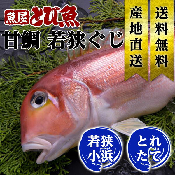 Thai - ≪家計応援価格≫ 若狭ぐじ 甘鯛 約900g〜1.1kg 福井県産 国産 産地直送 特大 業務用サイズ 天然 ブランド魚 あまだい アマダイ タイ 生食可 お刺身 若狭焼き 送料無料 guzi