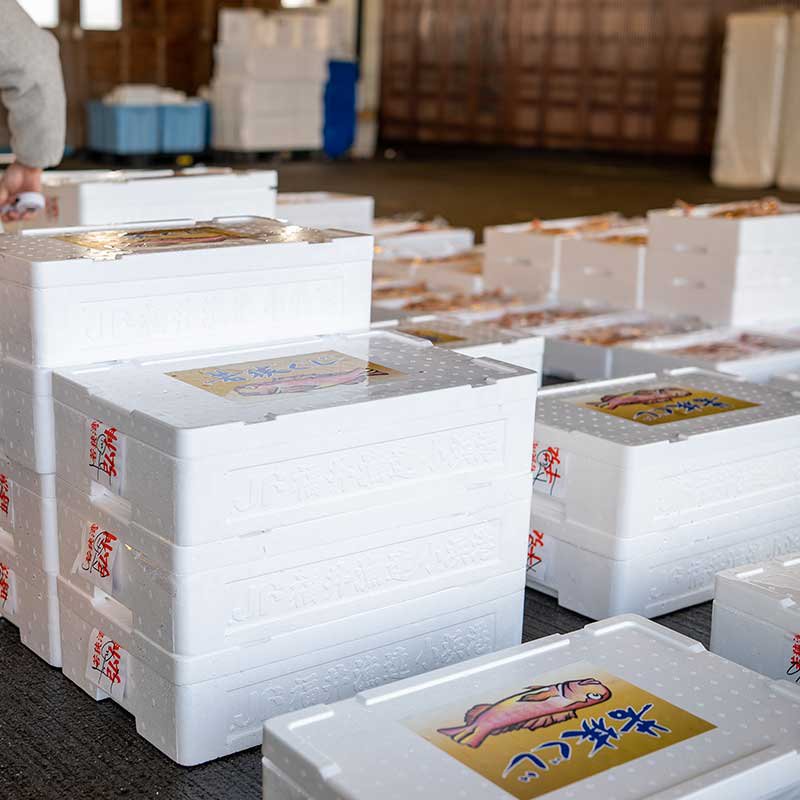 ≪家計応援価格≫ 若狭ぐじ 甘鯛 約900g〜1.1kg 福井県産 国産 産地直送 特大 業務用サイズ 天然 ブランド魚 あまだい アマダイ タイ 生食可 お刺身 若狭焼き 送料無料 guzi 2