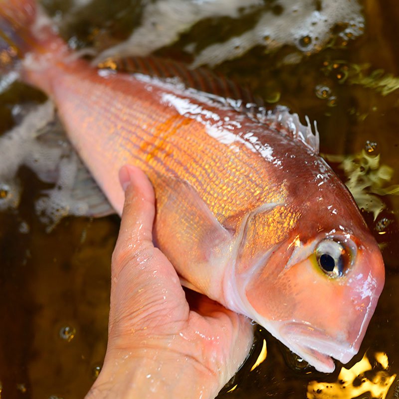≪家計応援価格≫ 若狭ぐじ 甘鯛 約900g〜1.1kg 福井県産 国産 産地直送 特大 業務用サイズ 天然 ブランド魚 あまだい アマダイ タイ 生食可 お刺身 若狭焼き 送料無料 guzi 3