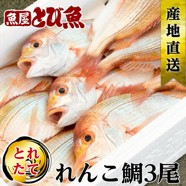 ȷױʢ 3 1.2kg 25cm30cm ʡ温  ľ ٤䤹 ŷ ͤ줿 ̣  󥳥  ɿ Ƥ renkodai