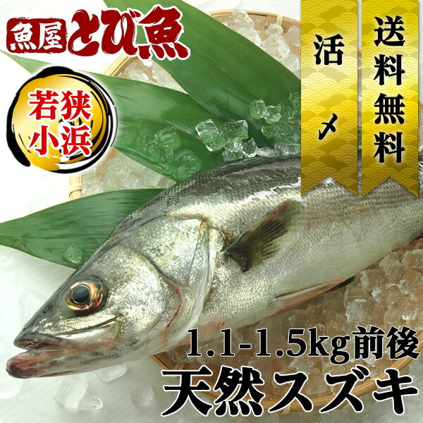 ≪家計応援価格≫スズキ 1.1～1.5kg 国産 特大 業務用サイズ 天然 獲れたて 活〆 すずき 鱸 ムニエル 煮..