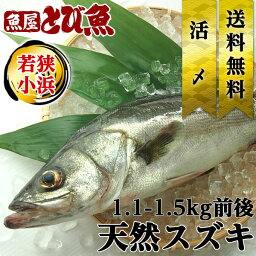 【マラソン限定クーポンで更に100円オフ】≪家計応援価格≫スズキ 1.1～1.5kg 国産 特大 業務用サイズ 天然 獲れたて 活〆 すずき 鱸 ムニエル 煮付け 焼き魚 送料無料 suzuki