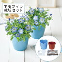 ネモフィラ栽培セット 栽培キット 観葉植物 家 自宅 インテリアフラワー 花 植物 グリーン 置物 卓上 机 窓際 簡単 ガーデニング お手軽 可愛い おしゃれ 贈り物 ギフト 誕生日 お祝い プレゼント ハートポット 空色の花 在宅ワーク テレワーク