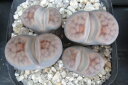 多肉植物 リトープス Lithops karasmontana v.tischeri 3号鉢 生きた植物ですので 成長や季節により変化します 掲載後の時間の経過により写真撮影時と 大きさや形が多少変わることがあります ご了承下さい 撮影時の光加減により 写真と実物で色具合が違うことがあります ＊写真は商品そのものです