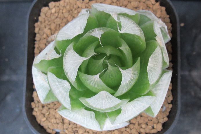 多肉植物 ハオルチア Haworthia lockwoodii 3号鉢 生きた植物ですので 成長や季節により変化します 時間の経過により写真撮影時と 大きさや形が多少変わることがあります ご了承下さい 撮影時の光加減により 写真と実物で色具合が違うことがあります ＊写真は商品そのものです