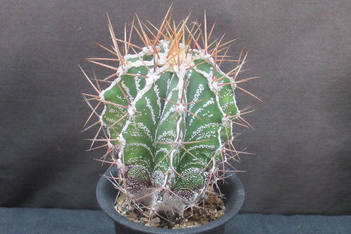 サボテン　般若　ハンニャ 現品】サボテン 般若（ハンニャ） 多頭 7号 白鉢（1） 【公式通販】