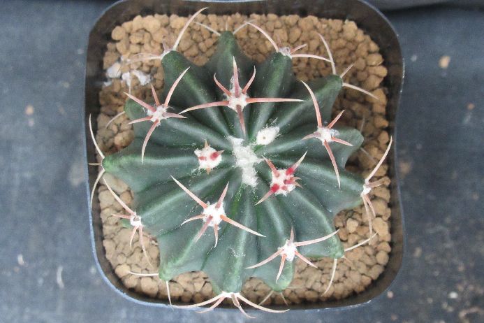 サボテン ホマロケファラ Homalocephala texensis 2．5号鉢 正木 生きた植物ですので 成長や季節により変化します 掲載後の時間の経過により写真撮影時と 大きさや形が多少変わることがあります ご了承下さい 撮影時の光加...