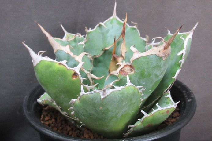 楽天市場】アガベ 白鯨（サイズ（植木鉢）4 ～ 6号）（観葉植物｜花