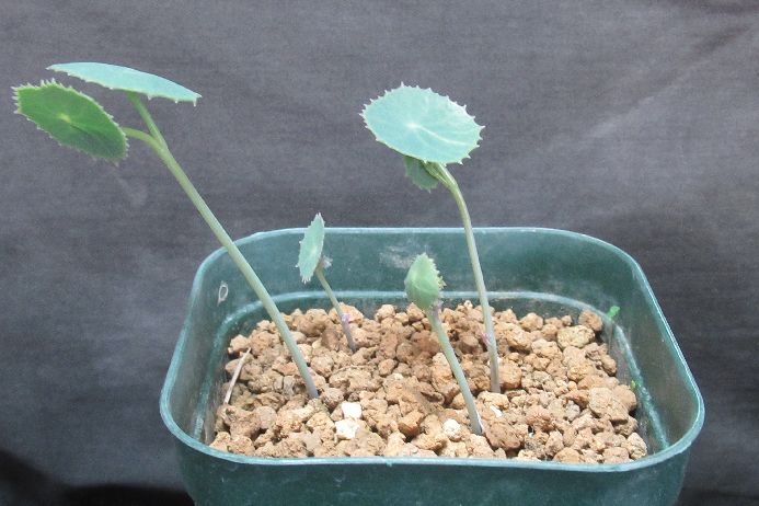 オキシフォリウス