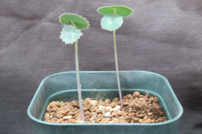 多肉植物 セネシオ Senecio oxyriifolius 3．5号鉢 生きた植物ですので 成長や季節により変化します 掲載後の時間の経過により写真撮影時と 大きさや形が多少変わることがあります ご了承下さい 撮影時の光加減により 写真と...