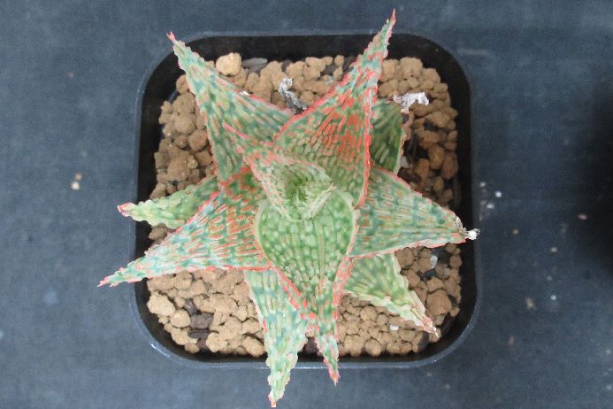 タイハイブリッド