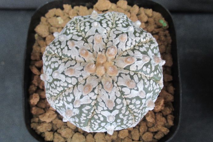 アロースーパー兜