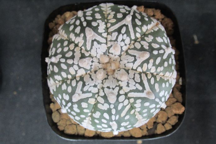 アロースーパー兜