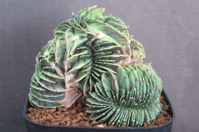 楽天市場】サボテン綴化（種類（植物）サボテン）の通販