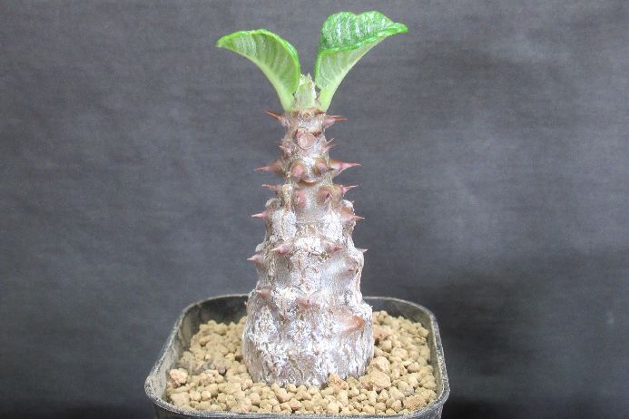 多肉植物 パキポディウム Pachypodium windsorii 2．5号鉢 国産実生 生きた植物ですので 成長や季節により変化します 掲載後の時間の経過により写真撮影時と 大きさや形が多少変わることがあります ご了承下さい 撮影時の光加減により 写真と実物で色具合が違うことがあります ＊写真は商品そのものです ＊3枚目の花の写真は参考です ＊基本的にご注文日より5日以内の発送となりますが、出来るだけ当日ないし翌日に発送させて頂きます
