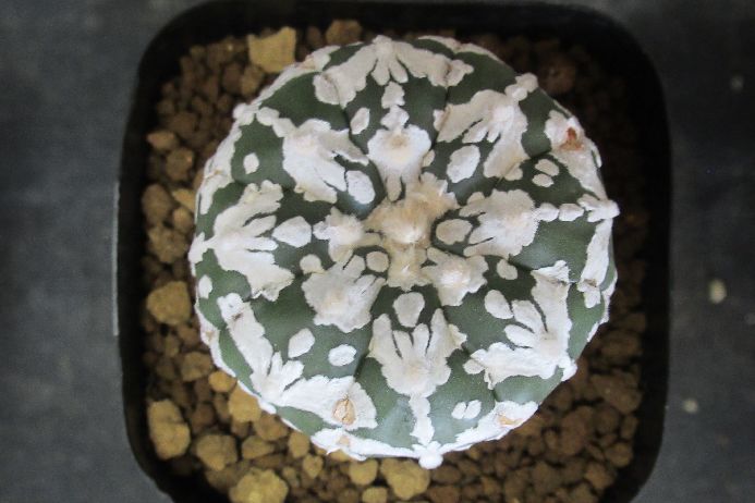 サボテン アストロフィツム Astrophytum asterias 2．5号鉢 正木 生きた植物ですので 成長や季節により変化します 掲載後の時間の経過により写真撮影時と 大きさや形が多少変わることがあります ご了承下さい 撮影時の光加減により 写真と実物で色具合が違うことがあります ＊写真は商品そのものです ＊基本的にご注文日より5日以内の発送となりますが出来るだけ当日ないし翌日に発送させて頂きます