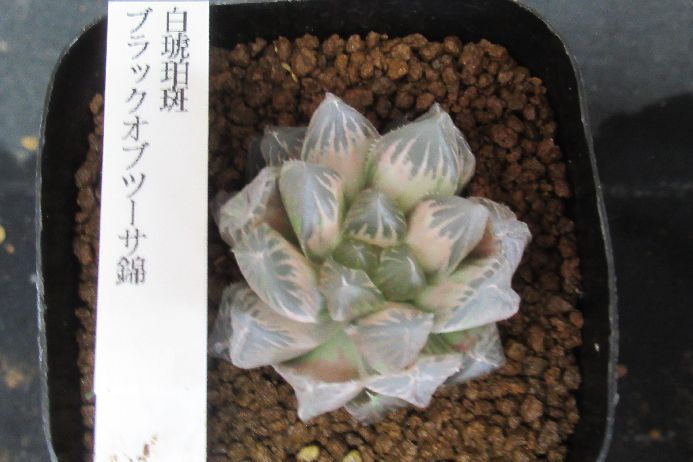 楽天市場】オブツーサ 錦の通販