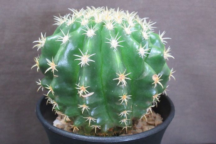 楽天市場】サボテン 金鯱（サイズ（植木鉢）～ 3号）（観葉植物｜花