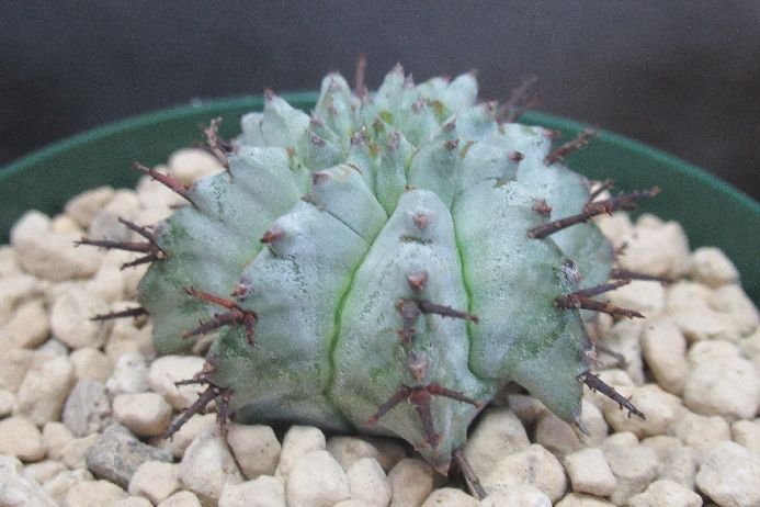 白衣ホリダ