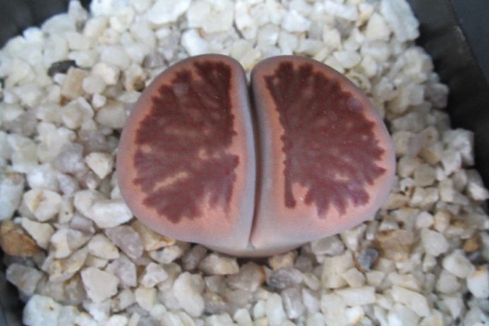 菊章玉
