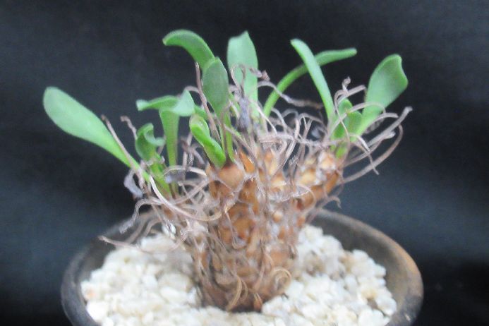 レピドカウリス