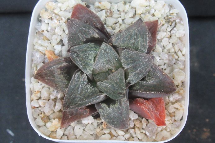 Small Leafy Plants （Under 70 cm） - レッドリバー