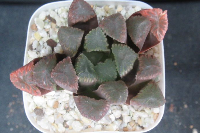 多肉植物 ハオルチア Haworthia maughanii hyb. 2．5号鉢 生きた植物ですので 成長や季節により変化します 時間の経過により写真撮影時と 大きさや形が多少変わることがあります ご了承下さい 撮影時の光加減により 写真...