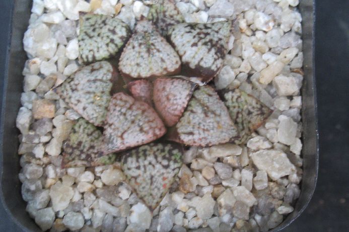 モザイクピクタ