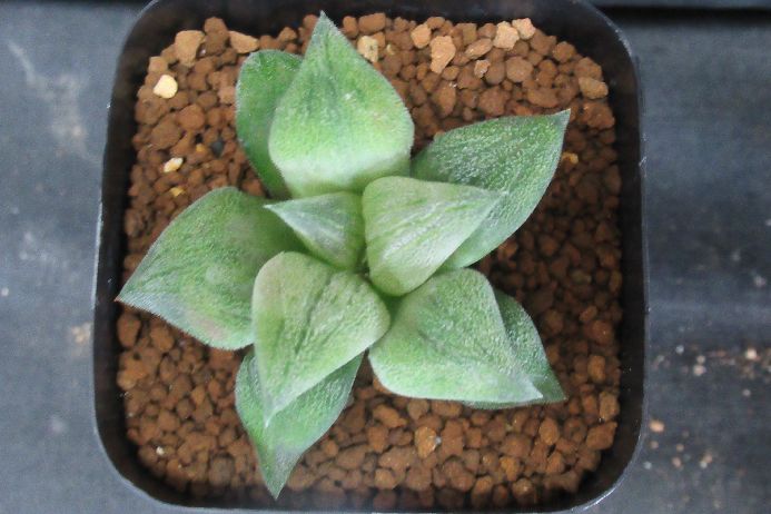 パウダー鉄道 × 鉄道ブラウン