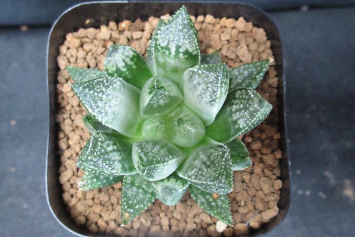 多肉植物 ハオルチア Haworthia hyb. 2．5号鉢 生きた植物ですので 成長や季節により変化します 時間の経過により写真撮影時と 大きさや形が多少変わることがあります ご了承下さい 撮影時の光加減により 写真と実物で色具合が違うことがあります ＊写真は商品そのものです ＊基本的にご注文日より5日以内の発送となりますが出来るだけ当日ないし翌日に発送させて頂きます