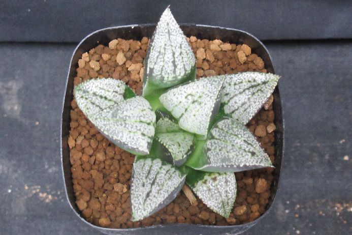 多肉植物 ハオルチア Haworthia hyb. 2．5号鉢 生きた植物ですので 成長や季節により変化します 時間の経過により写真撮影時と 大きさや形が多少変わることがあります ご了承下さい 撮影時の光加減により 写真と実物で色具合が違う...