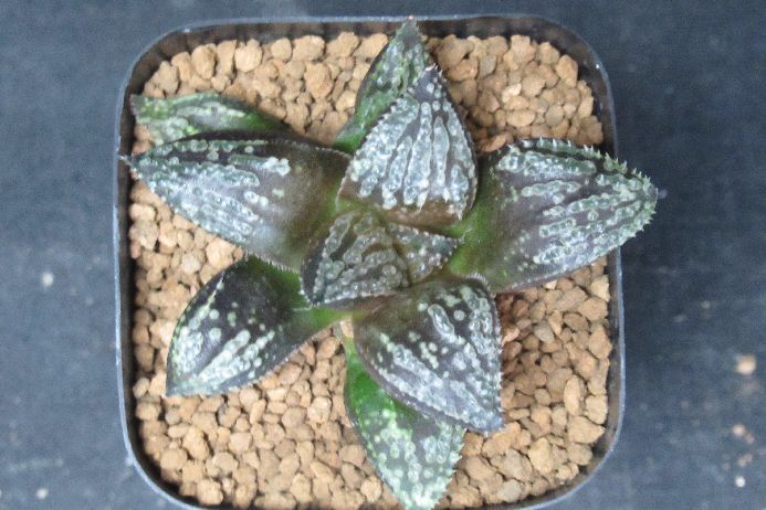 多肉植物 ハオルチア Haworthia hyb. 2．5号鉢 生きた植物ですので 成長や季節により変化します 時間の経過により写真撮影時と 大きさや形が多少変わることがあります ご了承下さい 撮影時の光加減により 写真と実物で色具合が違うことがあります ＊写真は商品そのものです ＊基本的にご注文日より5日以内の発送となりますが出来るだけ当日ないし翌日に発送させて頂きます