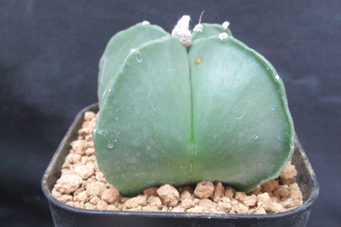Other Succulents - 四角ヘキラン