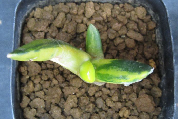 サボテン アリオカルプス Ariocarpus furfuraceus v.agnificum' f.variegata 2．5号鉢 正木 生きた植物ですので 成長や季節により変化します 掲載後の時間の経過により写真撮影時と 大きさや形が多...