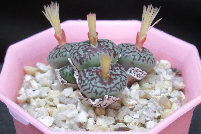 ウィッテベルゲンセ