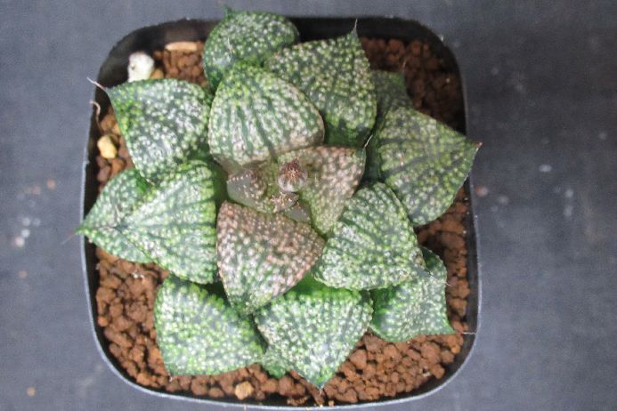 多肉植物 ハオルチア Haworthia picta 2．5号鉢 生きた植物ですので 成長や季節により変化します 時間の経過により写真撮影時と 大きさや形が多少変わることがあります ご了承下さい 撮影時の光加減により 写真と実物で色具合が違うことがあります ＊写真は商品そのものです ＊基本的にご注文日より5日以内の発送となりますが出来るだけ当日ないし翌日に発送させて頂きます